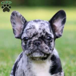 Cynthia, French Bulldog Mix Puppy