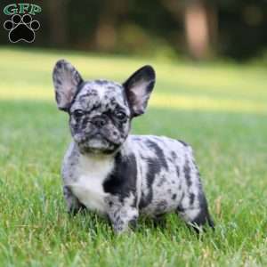 Cynthia, French Bulldog Mix Puppy