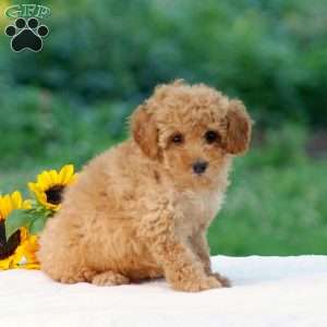 Blossom, Miniature Poodle Puppy