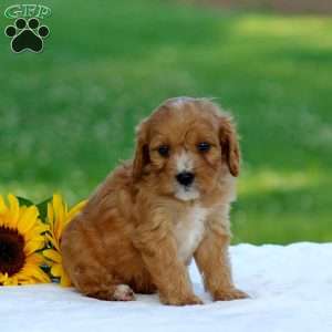 Marc, Cavapoo Puppy