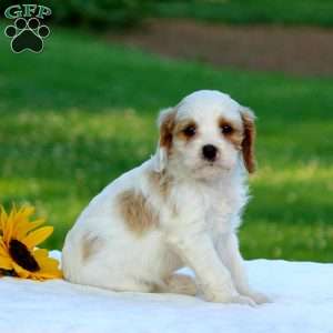Marissa, Cavapoo Puppy