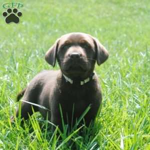 John, Chocolate Labrador Retriever Puppy