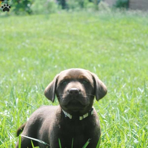 John, Chocolate Labrador Retriever Puppy