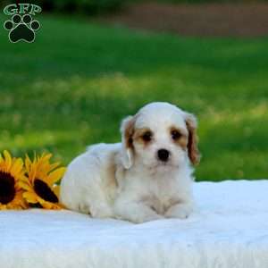 Marissa, Cavapoo Puppy