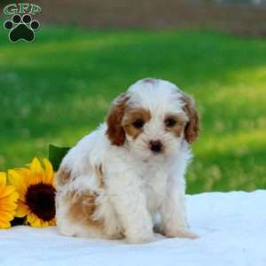 Megan, Cavapoo Puppy