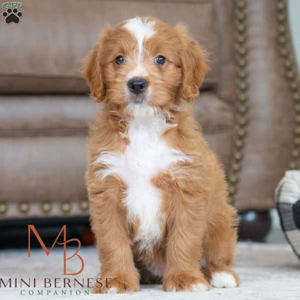 Bianca, Mini Bernedoodle Puppy