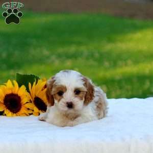 Megan, Cavapoo Puppy