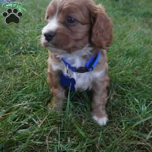 Toodles, Cavapoo Puppy