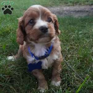 Toodles, Cavapoo Puppy