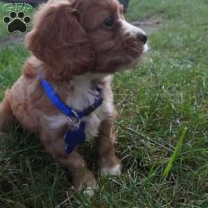 Toodles, Cavapoo Puppy