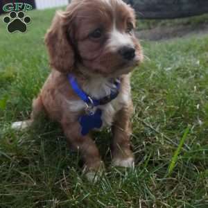 Toodles, Cavapoo Puppy