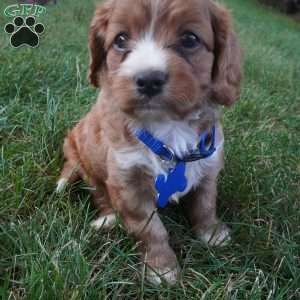 Toodles, Cavapoo Puppy