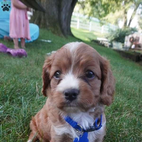 Toodles, Cavapoo Puppy