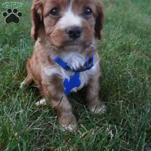 Toodles, Cavapoo Puppy