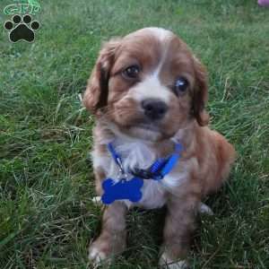 Toodles, Cavapoo Puppy