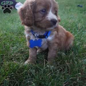 Toodles, Cavapoo Puppy