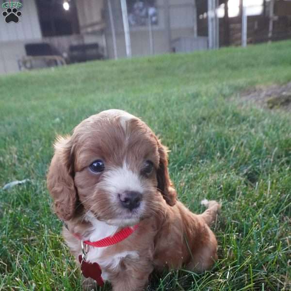 Tanner, Cavapoo Puppy