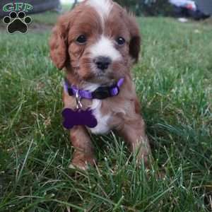 Tessa, Cavapoo Puppy
