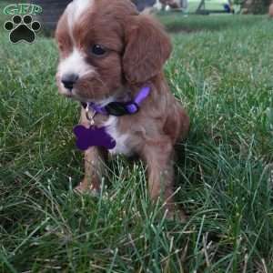 Tessa, Cavapoo Puppy