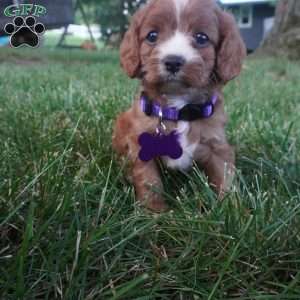 Tessa, Cavapoo Puppy