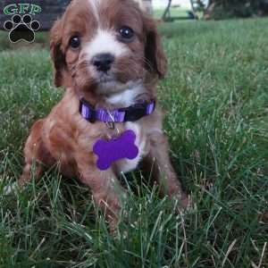 Tessa, Cavapoo Puppy
