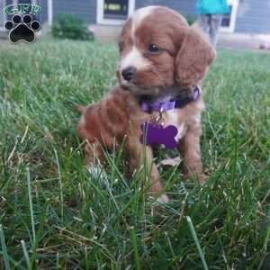 Tessa, Cavapoo Puppy