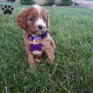 Tessa, Cavapoo Puppy