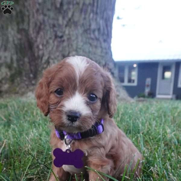 Tessa, Cavapoo Puppy