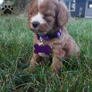 Tessa, Cavapoo Puppy