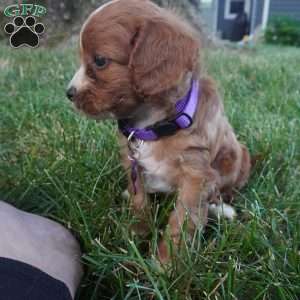 Tessa, Cavapoo Puppy