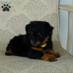 Cutie, Miniature Australian Shepherd Puppy