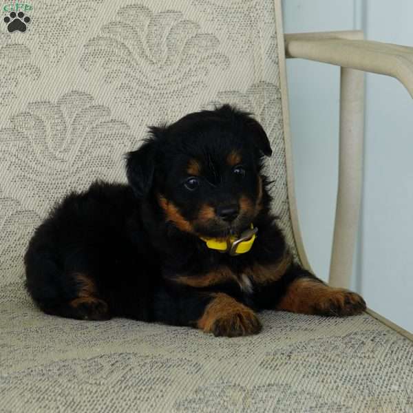 Cutie, Miniature Australian Shepherd Puppy
