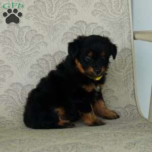 Cutie, Miniature Australian Shepherd Puppy