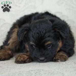 Tiny, Miniature Australian Shepherd Puppy