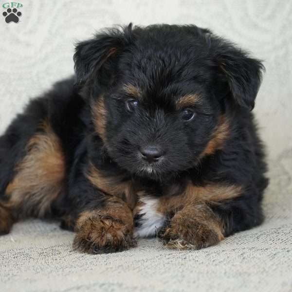 Tiny, Miniature Australian Shepherd Puppy