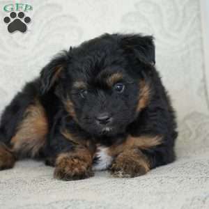 Tiny, Miniature Australian Shepherd Puppy