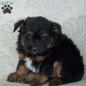 Tiny, Miniature Australian Shepherd Puppy