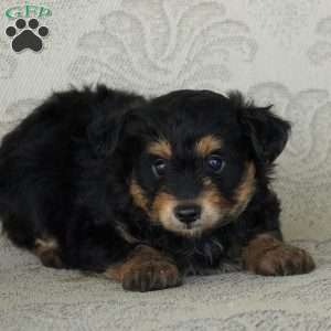 Snickers, Miniature Australian Shepherd Puppy