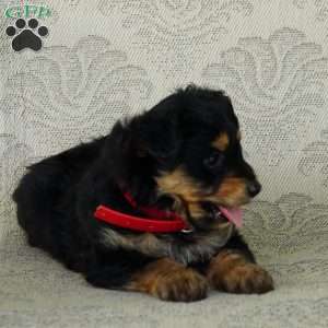 Snickers, Miniature Australian Shepherd Puppy