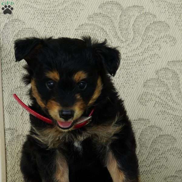 Snickers, Miniature Australian Shepherd Puppy