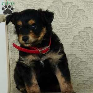 Snickers, Miniature Australian Shepherd Puppy