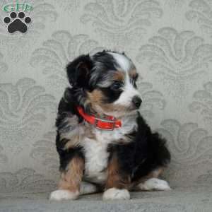 Chloe, Miniature Australian Shepherd Puppy