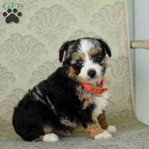 Chloe, Miniature Australian Shepherd Puppy