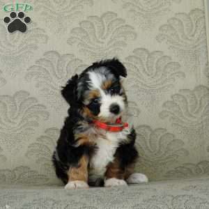 Chloe, Miniature Australian Shepherd Puppy