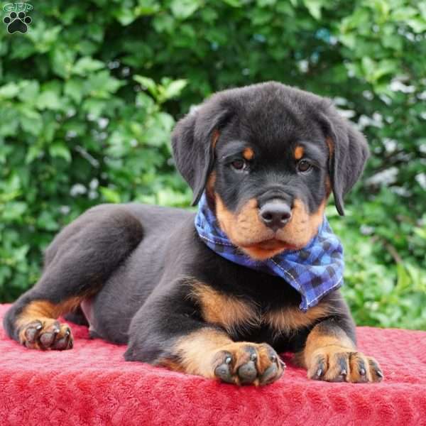 Bolt, Rottweiler Puppy