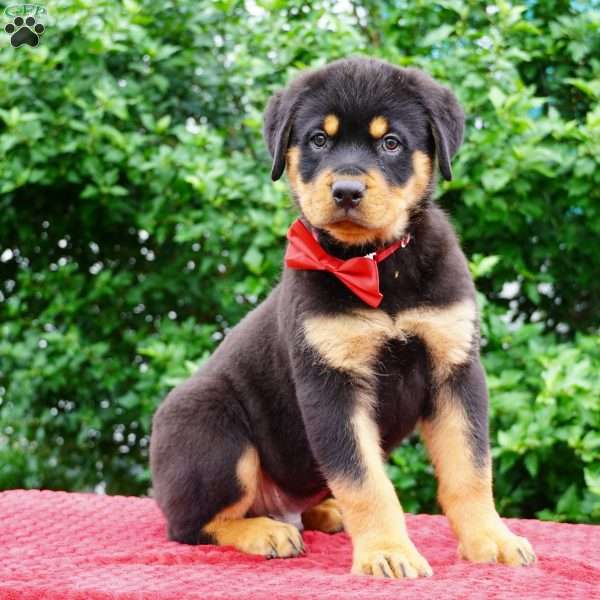 Duke, Rottweiler Puppy