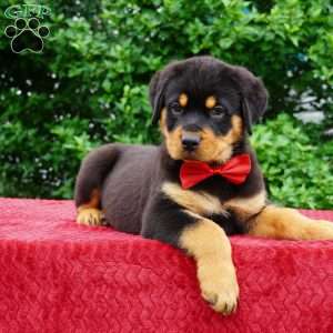 Duke, Rottweiler Puppy