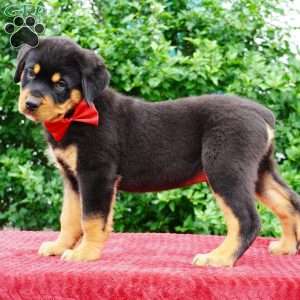 Duke, Rottweiler Puppy