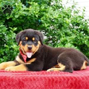 Duke, Rottweiler Puppy