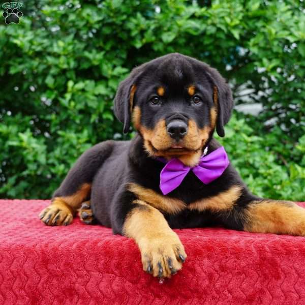 Gabby, Rottweiler Puppy